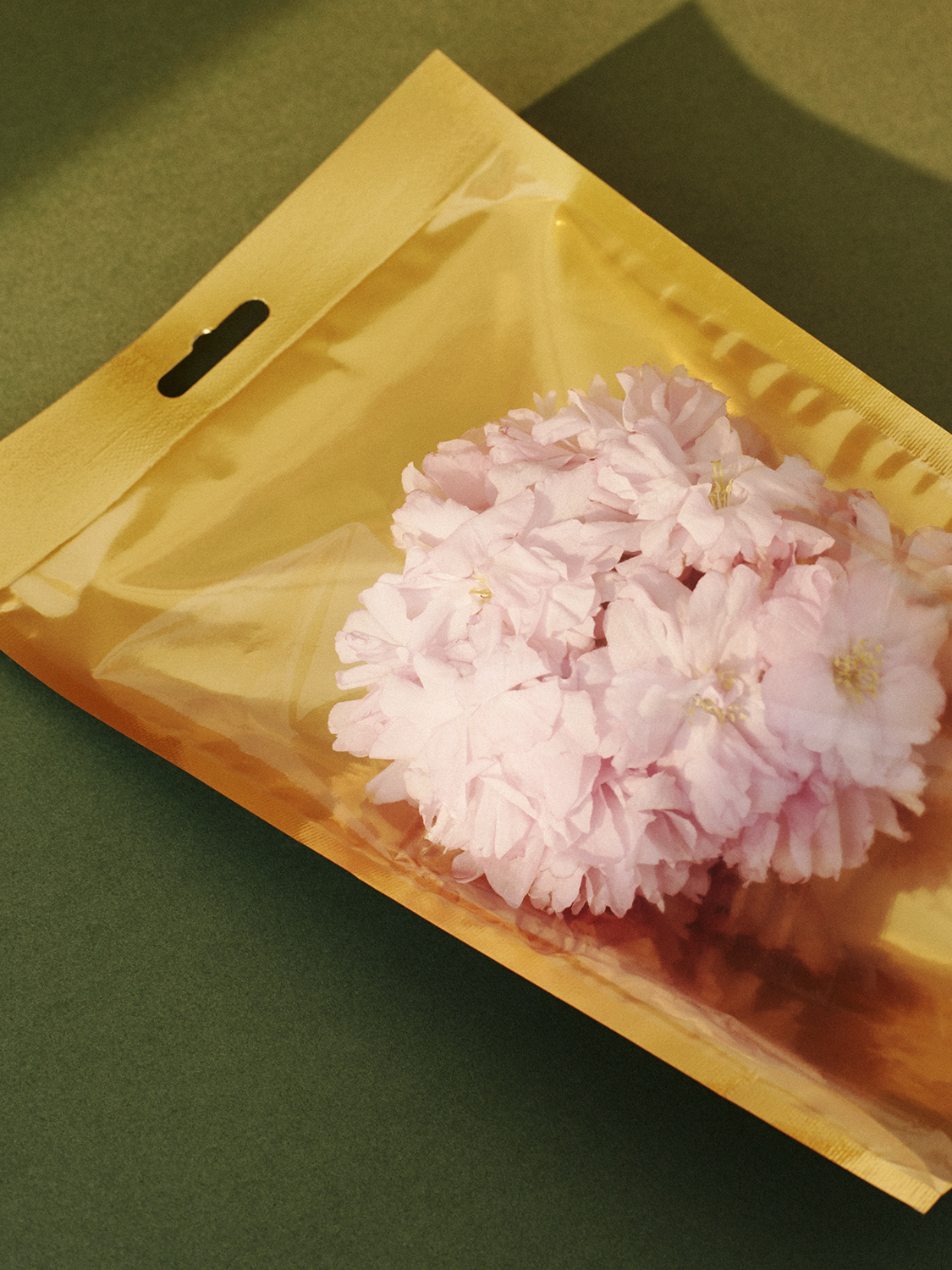 Flowers - Photography by VICTORIA ZSCHOMMLER